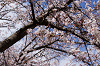 hana31 (106)_thumb.png